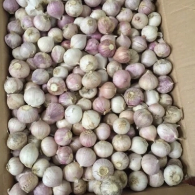 Sỉ 5kg tỏi cô đơn đều củ - Giá siêu rẻ 579k, ảnh thật, chất lượng bảo đảm Sỉ 5kg tỏi cô đơn đều củ - Giá siêu rẻ 579k, ảnh thật, chất lượng bảo đảm