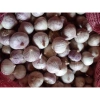 Sỉ 5kg tỏi cô đơn đều củ - Giá siêu rẻ 579k, ảnh thật, chất lượng bảo đảm 2