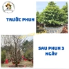 Siêu Rụng Lá Mai 200g - Rụng lá đồng loạt, nụ mập, hoa đẹp, không suy cây, 50k 2