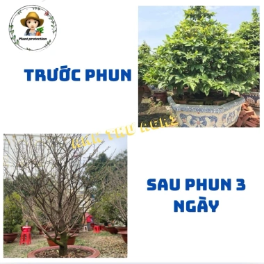 Siêu Rụng Lá Mai 200g - Rụng lá đồng loạt, nụ mập, hoa đẹp, không suy cây, 50k 2 Siêu Rụng Lá Mai 200g - Rụng lá đồng loạt, nụ mập, hoa đẹp, không suy cây, 50k 2