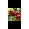 Siro Hoa ATiSo 2kg Giá sỉ - Không chất bảo quản, hương vị truyền thống, giảm giá 20% chỉ 72.250₫ 3