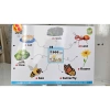 Sơ đồ tư duy Little Fox Single 1 - 68 bài + file nghe, video QR, giảm giá 130,000đ