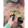 Sơn Liễu Mini Cây Bé Trang Trí Hồ Cá và Hòn Non Bộ - Trồng Bán Cạn Giá Ưu Đãi 59.000đ 3