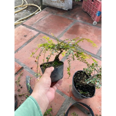 Sơn Liễu Mini Cây Bé Trang Trí Hồ Cá và Hòn Non Bộ - Trồng Bán Cạn Giá Ưu Đãi 59.000đ 3 Sơn Liễu Mini Cây Bé Trang Trí Hồ Cá và Hòn Non Bộ - Trồng Bán Cạn Giá Ưu Đãi 59.000đ 3