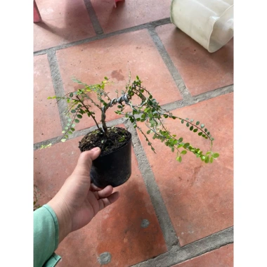 Sơn Liễu Mini Cây Bé Trang Trí Hồ Cá và Hòn Non Bộ - Trồng Bán Cạn Giá Ưu Đãi 59.000đ 6 Sơn Liễu Mini Cây Bé Trang Trí Hồ Cá và Hòn Non Bộ - Trồng Bán Cạn Giá Ưu Đãi 59.000đ 6