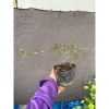 Sơn Liễu trồng bán cạn, hòn non bộ, trang trí tiểu cảnh, giá ưu đãi 59.000₫ 2