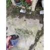 Sơn Liễu trồng bán cạn, hòn non bộ, trang trí tiểu cảnh, giá ưu đãi 59.000₫ 3