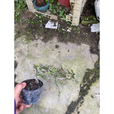 Sơn Liễu trồng bán cạn, hòn non bộ, trang trí tiểu cảnh, giá ưu đãi 59.000₫