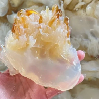 Sứa chân ăn liền 1kg - Ngon giòn, không tính nước, xả mặn - Sốt Thái, mắm nhĩ, gỏi sứa - 50.000đ 8