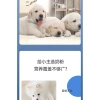 Sữa Dê Bột Probiotic cho Chó Con và Mèo Con - Dành riêng cho Corgi, Tăng Cường Sức Kháng, Giá Ưu Đãi 209.650 VND 9