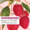 Sữa tắm gel Yves Rocher Raspberry Peppermint 400ml - hương mâm xôi đỏ, bạc hà tươi mát, dưỡng ẩm, chỉ 275k 5