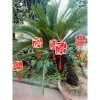 TAG Khánh Liễn Gỗ Mix Vải Dạ - Tag Treo Trang Trí Tết Giá Ưu Đãi 11.000đ 4