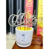 Tàn Trắng Hương Nhang Cuộn Hình Số 6 Thơm Tết - 100 Nén Không Hóa Chất, Cuộn Đẹp Hộp, Giá chỉ 54.750₫ 8
