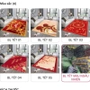 Thảm chùi chân TẾT combo 5 tấm 40x60cm Bali nỉ lì, giặt nhẹ, mau khô, bi cao su chống trượt, chỉ 68.750₫ 10