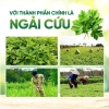 Thảm ngải cứu điện Đệm sưởi Đông Y Giãn cơ, giảm đau, máy sưởi Loại 1 3
