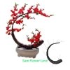 Thân cây đào và mai bonsai Tết - Gốc hoa kẽm uốn cong dễ dàng, giá 40.000đ 4