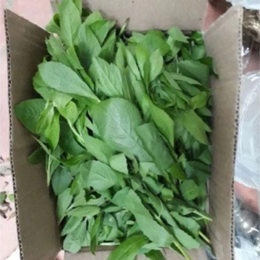 Thân lá Cây Cúc Tần Từ Bi tươi 1kg + chậu 3 cây - Giá 15.000đ (gốc 18.600đ) 5