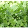 Thân lá Cây Cúc Tần Từ Bi tươi 1kg + chậu 3 cây - Giá 15.000đ (gốc 18.600đ) 6