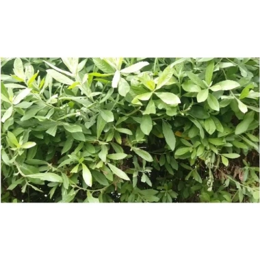 Thân lá Cây Cúc Tần Từ Bi tươi 1kg + chậu 3 cây - Giá 15.000đ (gốc 18.600đ) 7