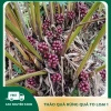 Thảo quả thượng hạng, quả to siêu thơm sạch, già chắc hạt - Gia vị nấu ăn 50.000 VND 4