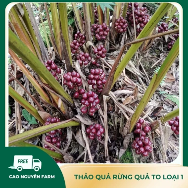 Thảo quả thượng hạng, quả to siêu thơm sạch, già chắc hạt - Gia vị nấu ăn 50.000 VND