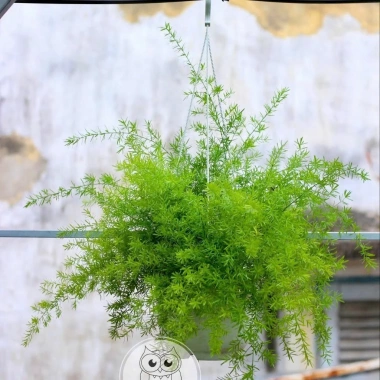 Thiên môn đông chậu treo 35cm – lá xum xuê tươi, dùng cho ban công, sân vườn, để bàn 2