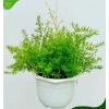 Thiên môn đông chậu treo 35cm – lá xum xuê tươi, dùng cho ban công, sân vườn, để bàn 3