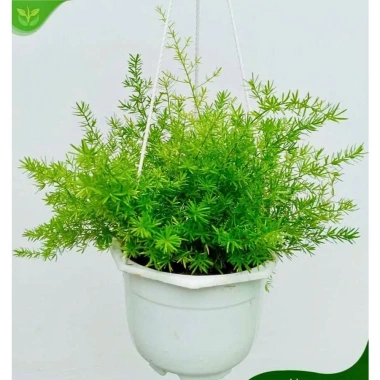 Thiên môn đông chậu treo 35cm – lá xum xuê tươi, dùng cho ban công, sân vườn, để bàn 3