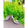 Thiên môn đông chậu treo 35cm – lá xum xuê tươi, dùng cho ban công, sân vườn, để bàn 4