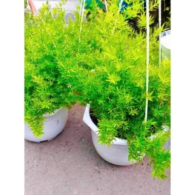 Thiên môn đông chậu treo 35cm – lá xum xuê tươi, dùng cho ban công, sân vườn, để bàn 4