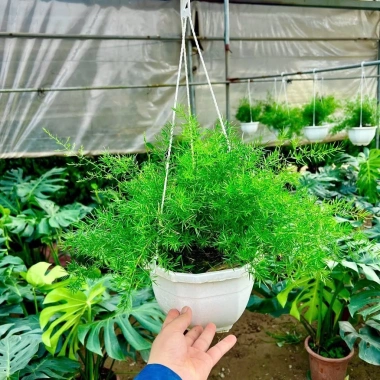 Thiên môn đông chậu treo 35cm – lá xum xuê tươi, dùng cho ban công, sân vườn, để bàn 5
