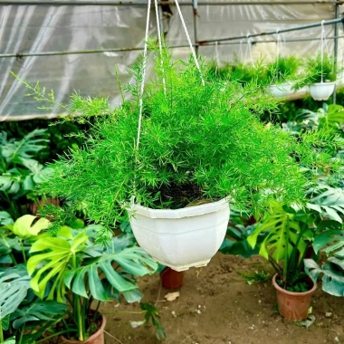 Thiên môn đông chậu treo 35cm – lá xum xuê tươi, dùng cho ban công, sân vườn, để bàn 6