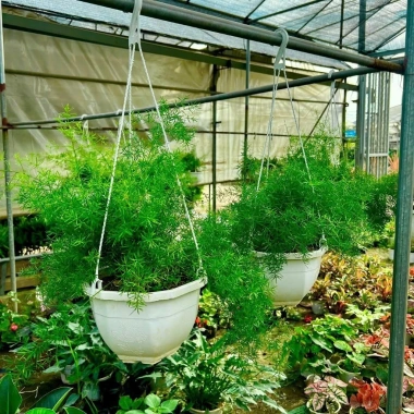 Thiên môn đông chậu treo 35cm – lá xum xuê tươi, dùng cho ban công, sân vườn, để bàn 7
