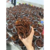 Thịt khô 500g Khô Heo và Bò Hanmade - Giảm giá 275k, ngon, thơm, tiện lợi