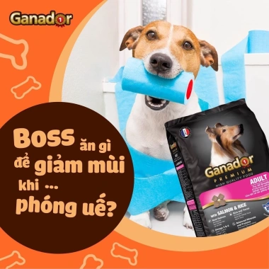 Thức ăn chó Ganador 400g - Đa vị tự nhiên, dinh dưỡng cân bằng, chỉ 36.000đ