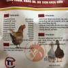 Thức ăn tăng trọng, vỗ béo gà vịt 1kg - Dinh dưỡng cao, tăng cân nhanh, giá ưu đãi 102.080 VND 2