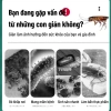 Thuốc diệt gián 30 phút - 24 viên hiệu quả, tiêu diệt nhanh, giảm giá 99.999₫ 2