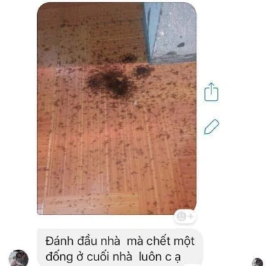Thuốc Diệt Kiến Gián Sinh Học Việt Nam Hàng Chuẩn Hiệu Quả Nhanh Giá 7.500 VND