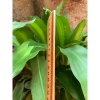 Thước gỗ giáo viên 30-50-60cm gỗ sồi sơn bóng mịn - Giá ưu đãi 36.000 VND 6
