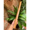 Thước gỗ giáo viên 30-50-60cm gỗ sồi sơn bóng mịn - Giá ưu đãi 36.000 VND 9
