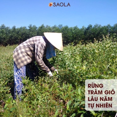 Tinh Dầu Tràm Huế Cao Ngăn Muỗi Đốt, Dịu Vết Đốt, Giảm Ngứa, Giúp Bé Ngủ Ngon - 88.000₫ 4