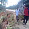 Tinh dầu Tràm Úc Làng Hạ - Ngừa cảm mạo, giữ ấm, giảm say xe, chỉ 99k 9