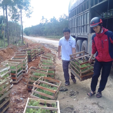 Tinh dầu Tràm Úc Làng Hạ - Ngừa cảm mạo, giữ ấm, giảm say xe, chỉ 99k