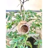 Tổ Chim cho chuột, sóc bay, yến & bò sát - Giá 35.000đ (giảm từ 43.050đ) 7