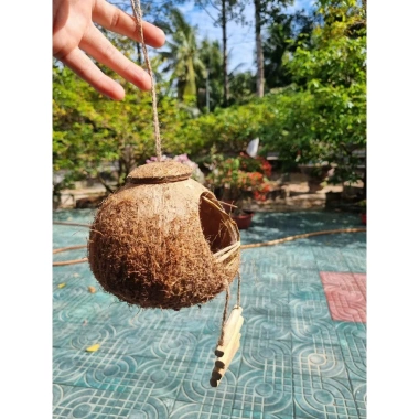 Tổ chim gáo dừa còn xơ có thang treo - Tặng xơ dừa, giá ưu đãi 27.000₫