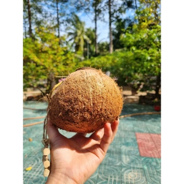 Tổ chim gáo dừa còn xơ có thang treo - Tặng xơ dừa, giá ưu đãi 27.000₫