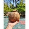 Tổ chim gáo dừa còn xơ có thang treo - Tặng xơ dừa, giá ưu đãi 27.000₫ 5