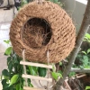 Tổ Vẹt Sun, Cu Gáy, Bồ Câu Nhỏ Giá 110k - Giảm Giá Đặc Biệt, Chất Lượng Cao 4