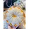 Tổ Yến Tinh Chế Sạch Lông Nguyên Chất - Hàng Công Ty, Tặng Nguyên Liệu Chưng Yến, Giá Ưu Đãi 819.000₫ 9