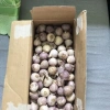 Tỏi Cô Đơn 1kg - Hương Vị Tươi Ngon, Giảm Giá Đặc Biệt 125.000₫, Nhanh Giao 3